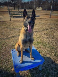 Stoic K9