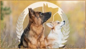 Dog Training Elite Oklahoma