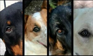 AC Dog Training, LLC