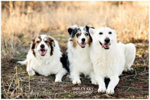 Buddy’s Dog School, Inc