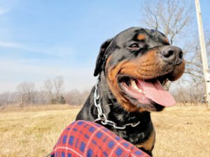 PBP Kennel and Training