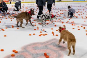Make Your Dog Epic | Dog Training Owasso