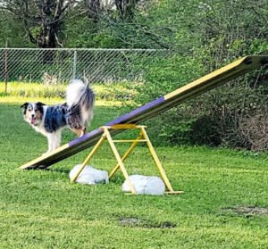 Limestone Acres Dog Sports