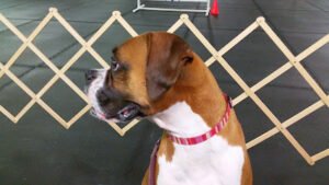 Companion Dog School of Tulsa