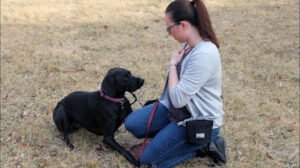 Digging it Professional Dog Training