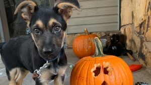 Torchlight K9