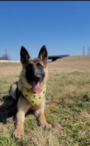 Tip Top K9 Tulsa Dog Training