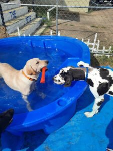 Loyal Blue Pawfessional Puppy School