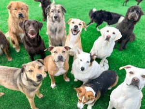 Woodland University Dog Training