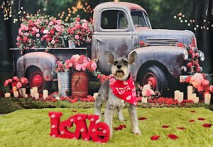 Jessica Super Dogs llc
