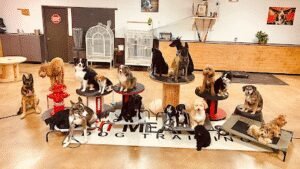 Sit Means Sit Dog Training OKC