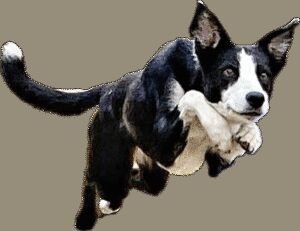 American Dog Obedience Center Llc