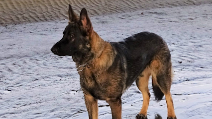 The Canine Class Room