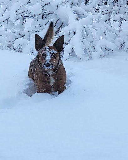 K-911 Behavior Modification and Training