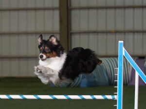 Desert Sage Agility