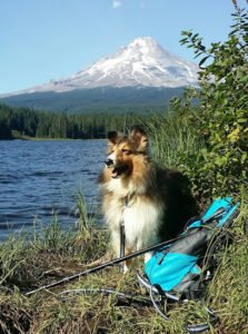 Dog Lady of Forest Grove & Hillsboro Oregon LLC