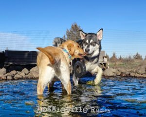 Doggieville Ranch