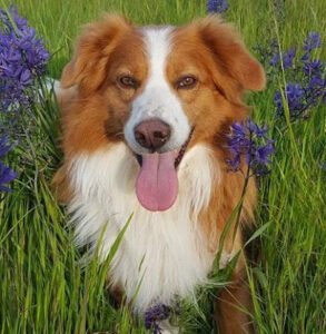Canine Training Adventures