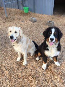 Cascade K9 Services