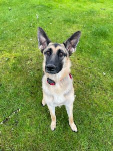 Best Dog Training Academy