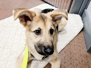 Kindred Hearts Dog Training, LLC