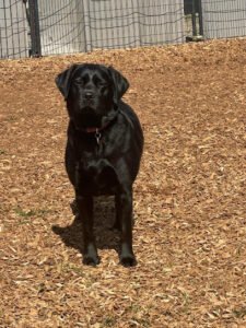 Day Hill Dog Training, LLC