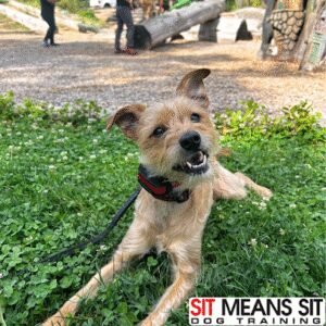 Sit Means Sit Dog Training – Portland