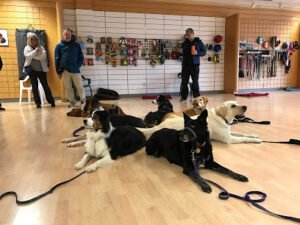 Good Dog! School