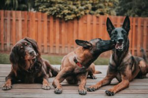 Cascade Canine