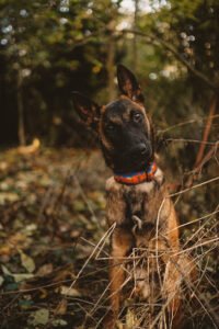 Harmony Canine Training
