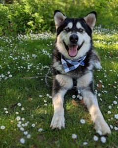 Pawsitively Trained, LLC