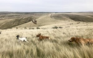 Central Oregon Sporting Dog