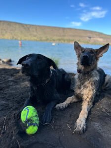K9 Comprehension