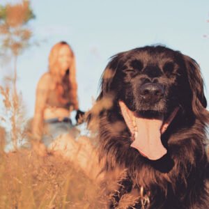 Marigold Canine Coaching