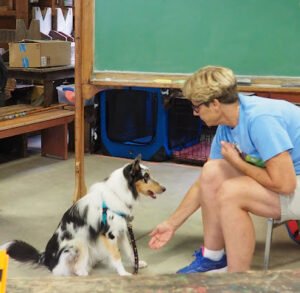 Paula’s Dog Services
