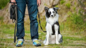 Two Dads Dog Training