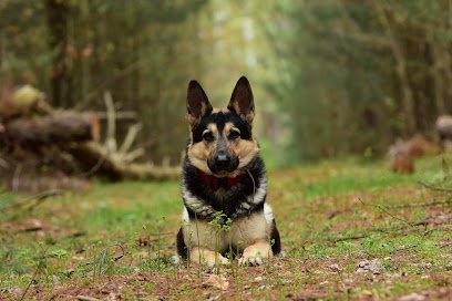 Wags And Wisdom Dog Training