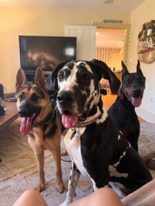 Summit Paws LLC