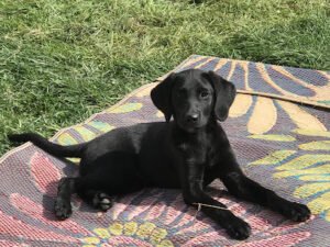 Happy Pets Training