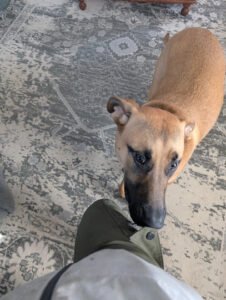 Hard Nose K9 Services LLC