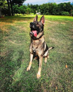 APX K9