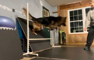 Wholistic Canine Sports