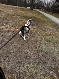 Pawsitive K9 Behavior School