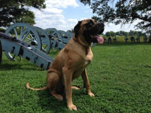 Dog Talk LLC