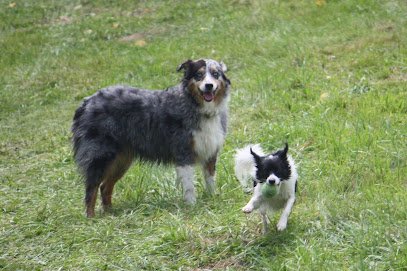 Turning Tails Dog Training