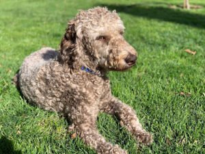Underdog Universe Dog Training