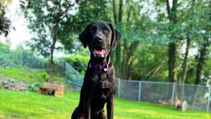 AMPODOG Professional Dog Training