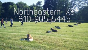 Northeastern K9