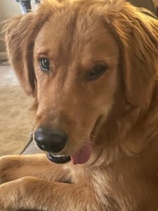 Top Tier K9 – York PA