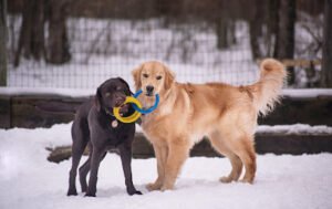 True Companion Dog Training